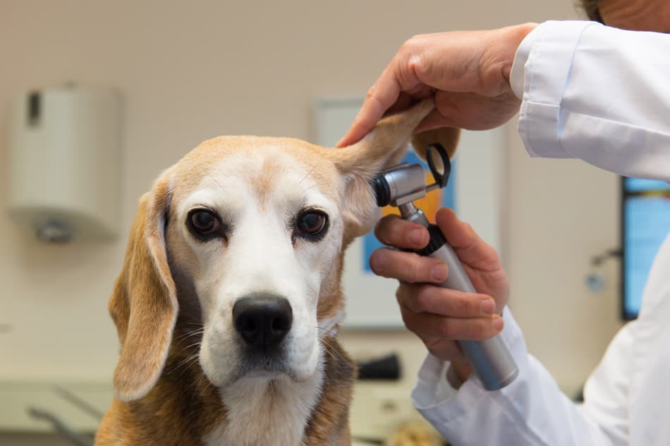 Centro Veterinario Carril: tu veterinario de confianza