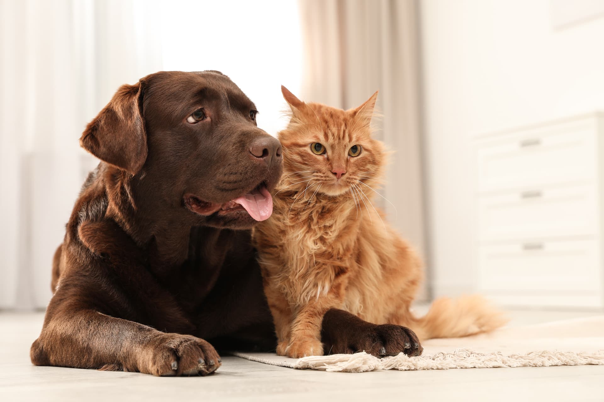 Tu clínica veterinaria en Vilagarcía de Arousa